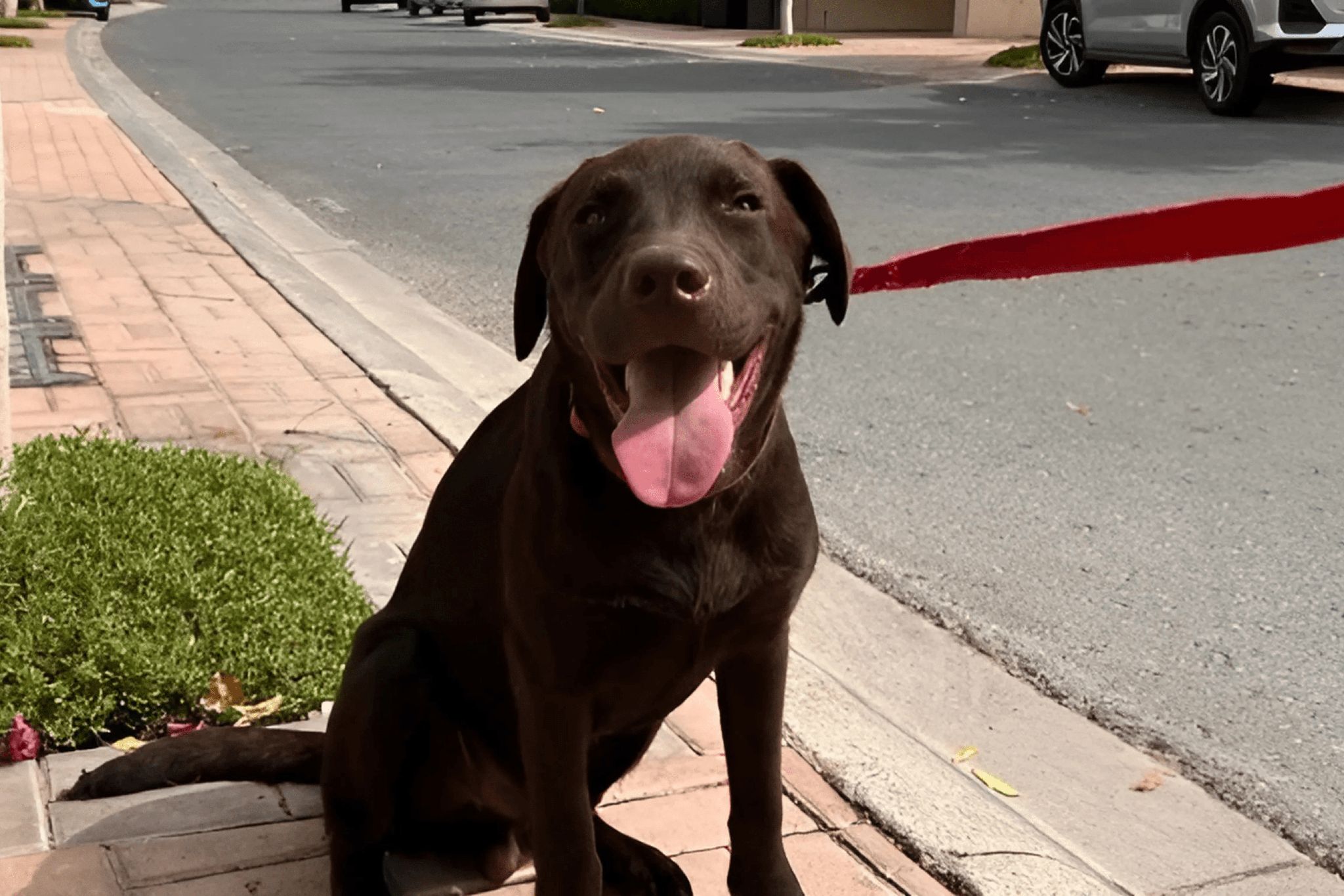 A brown dog is going on a walk with a red leash attached to it.