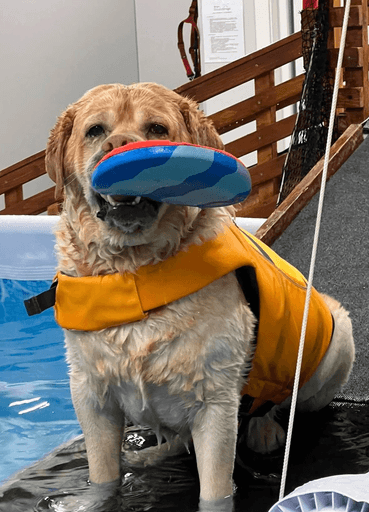 medium short-coated white dog lying on green grass field