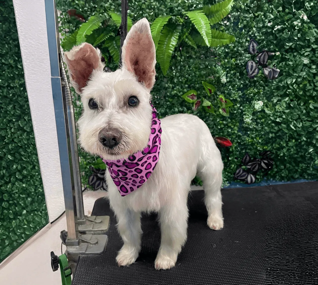 Un perro blanco con bandana morada de leopardo, posando. Corte de pelo limpio. Decoración con hojas verdes.