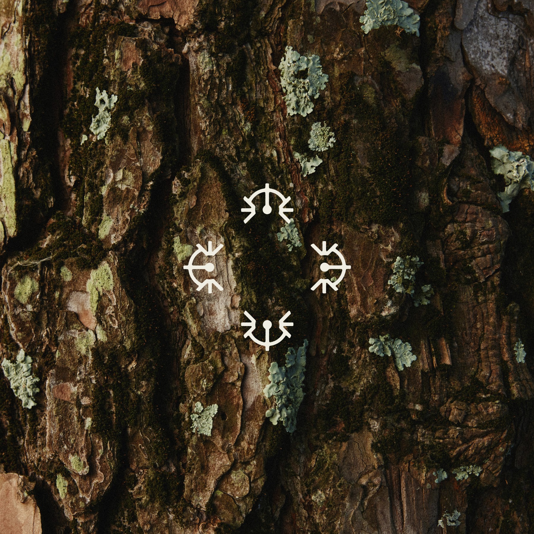 Zbliżenie na korę drzewa, symbole na środku symbolizujące dostęp