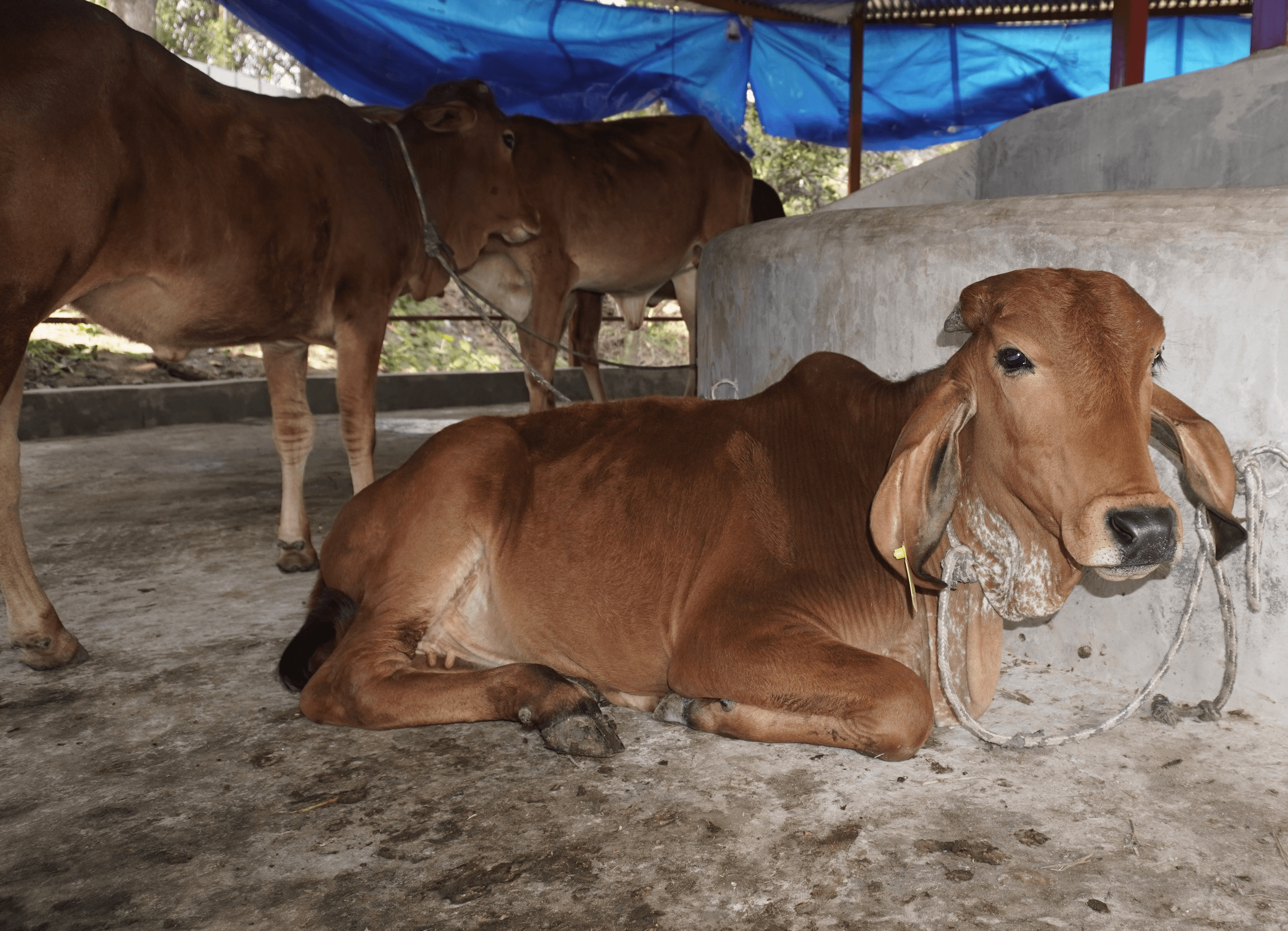 Cow Technical Gomini