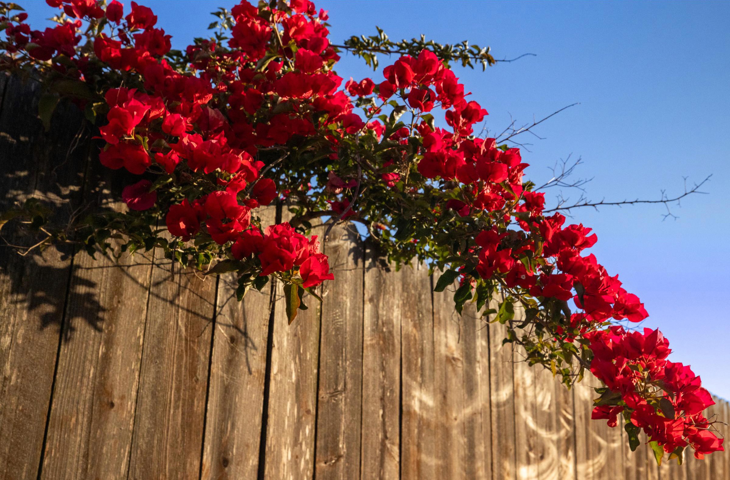 Explosion of Bougainvillea