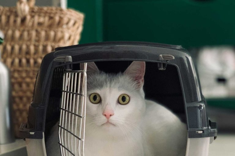 A cat in a crate getting ready to be transported abroad