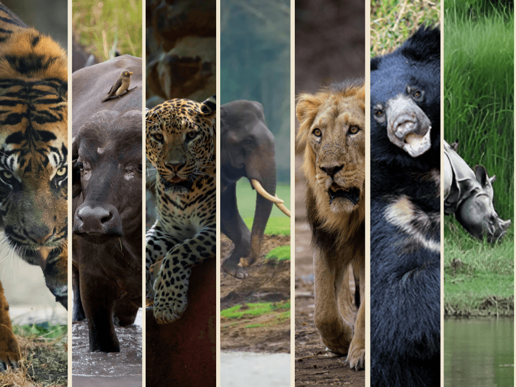Big 7 of India