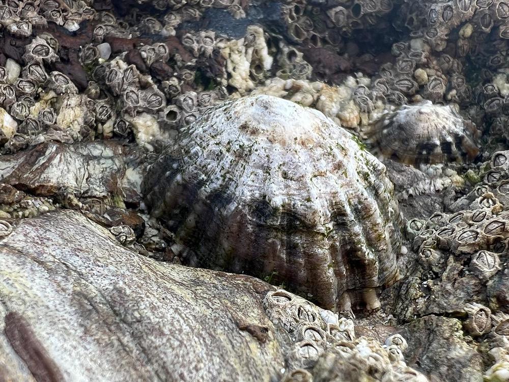 Shoshannah Phoenix - Heal - Beach shell