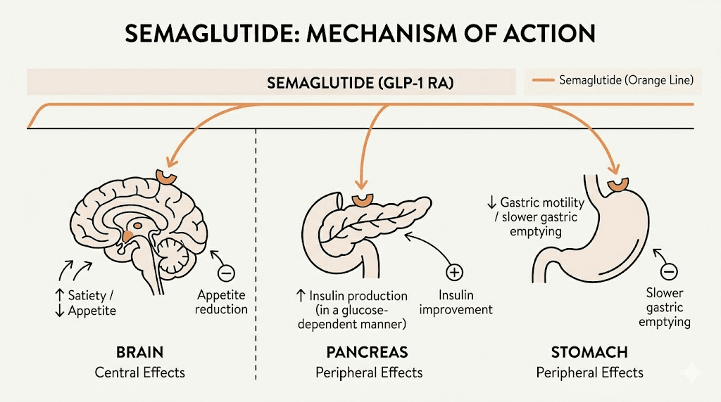 How semaglutide works during perimenopause mechanism diagram