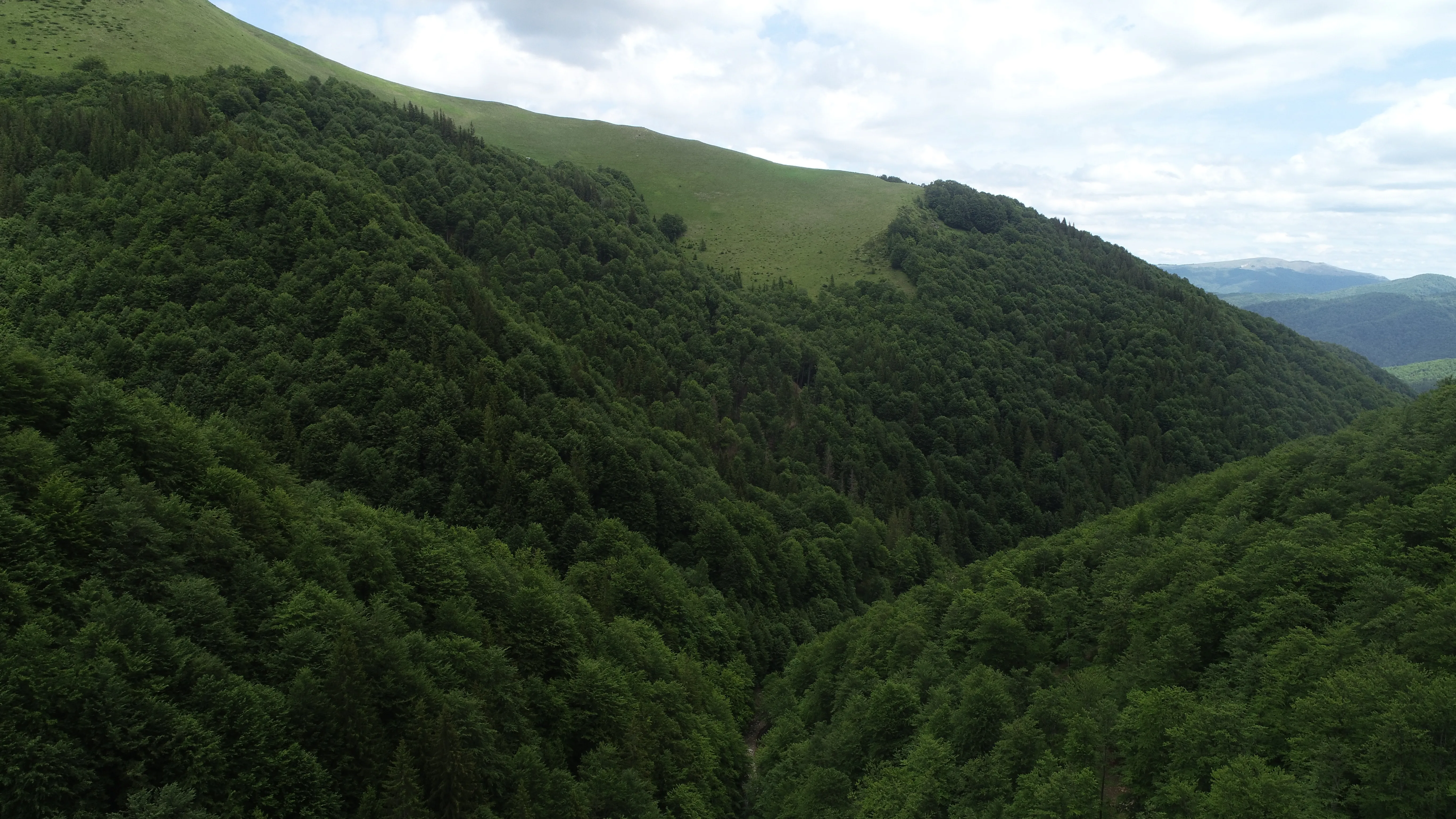 Aerial view of a lush green forest covering hillsides with hints of a valley in the distance under a cloudy sky.