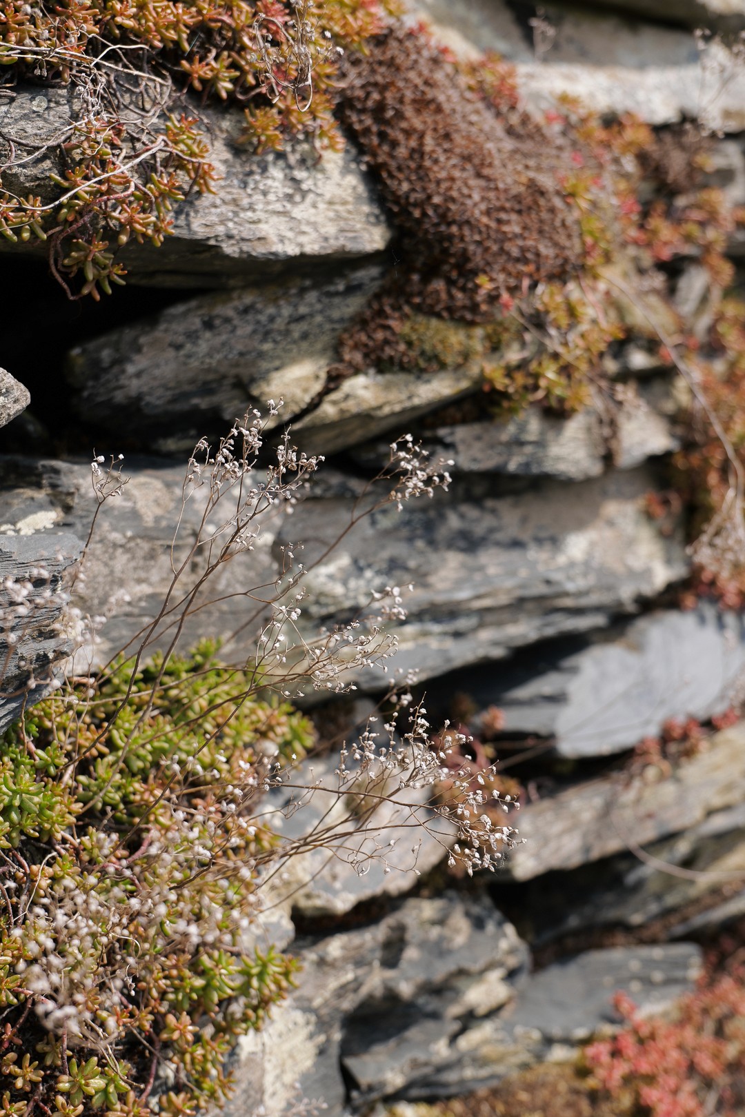 Close-up of layered rocks with patches of moss and lichen, showing earthy textures and natural colors.