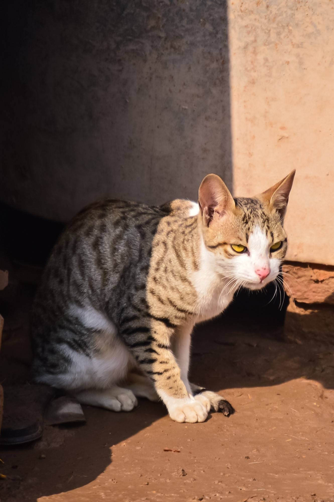 Arabian Mau Breed History