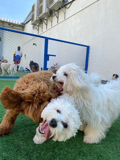 playing at our daycare in Dubai
