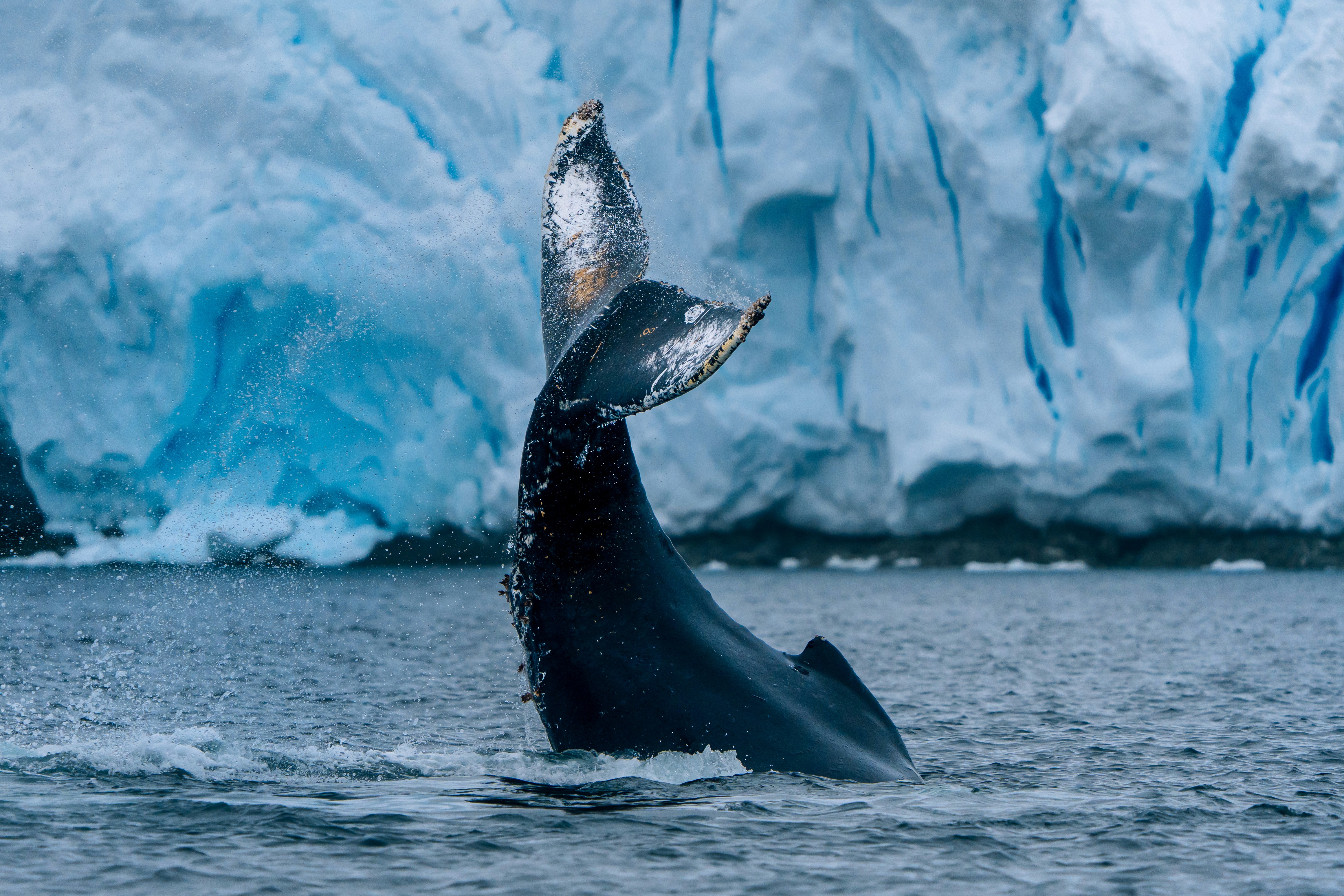 The photograph captures a dramatic scene of a whale's tail emerging from the water, with droplets splashing around it. The whale is partially submerged, and its tail is raised high, creating a dynamic and powerful image. 