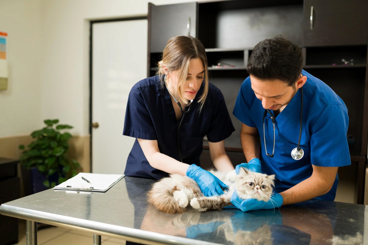 A man and a woman in blue scrubs are performing a physical exam on a long-haired cat in a clinical setting.