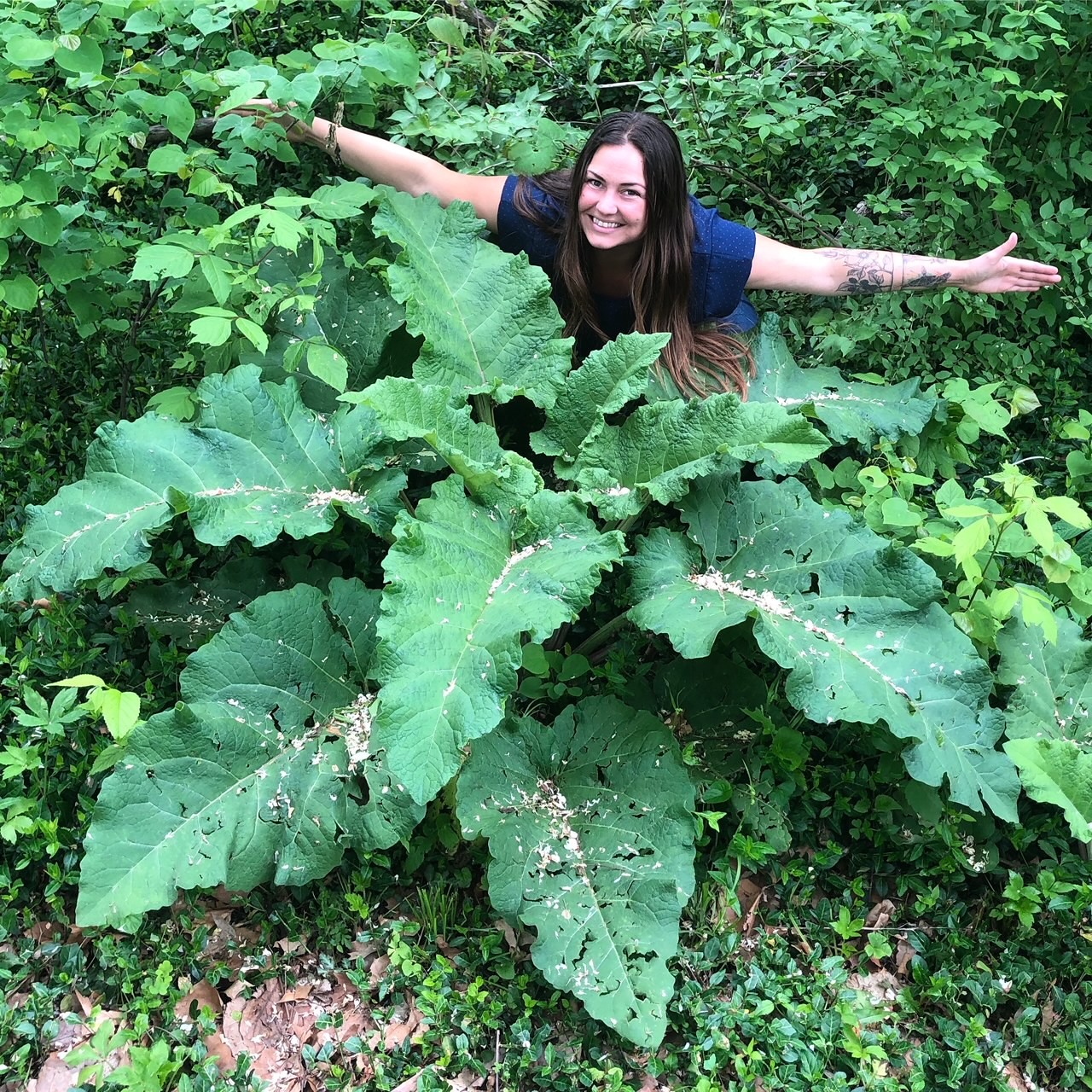 Fresh wild greens and berries in a wooden bowl, representing the hands-on results of Foraging Academy’s certification classes.