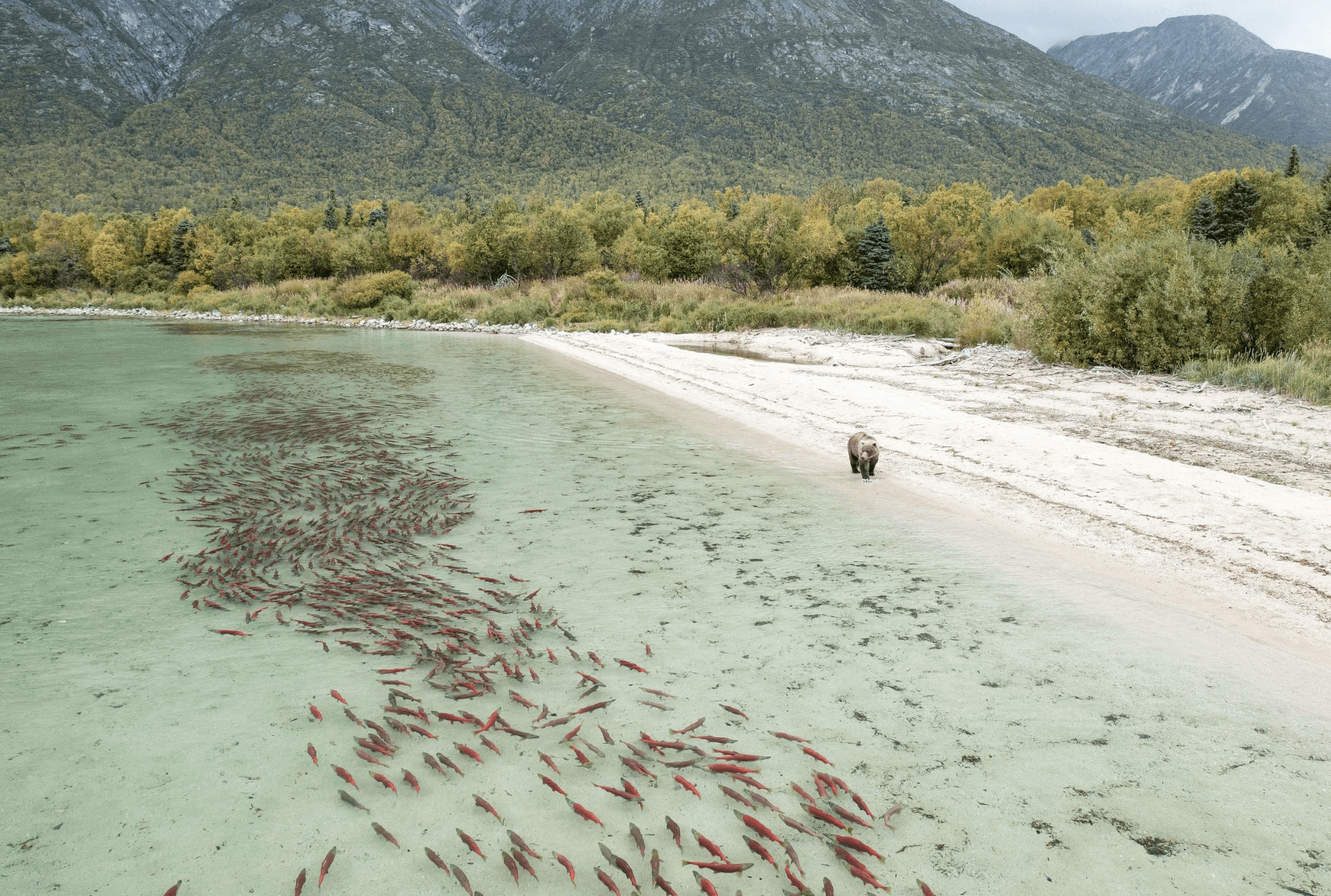 Sockeye salmon in clear water beside a bear on a wooded shoreline