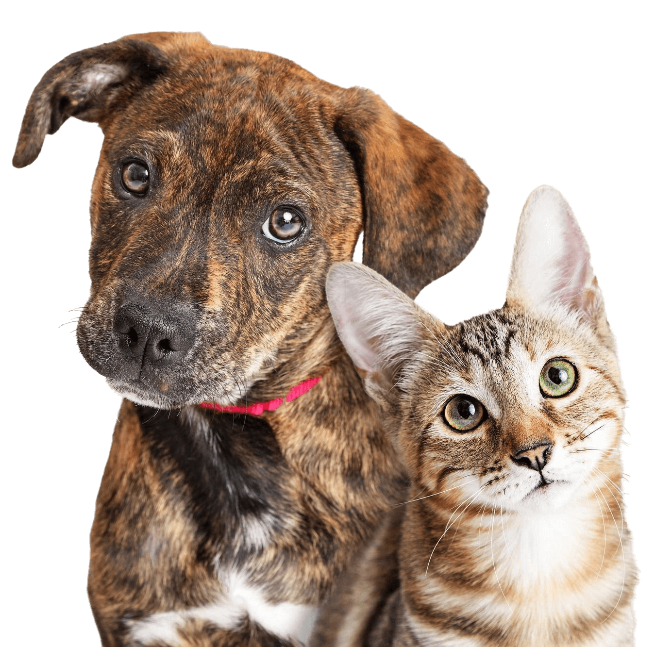 Chien et chat détourés