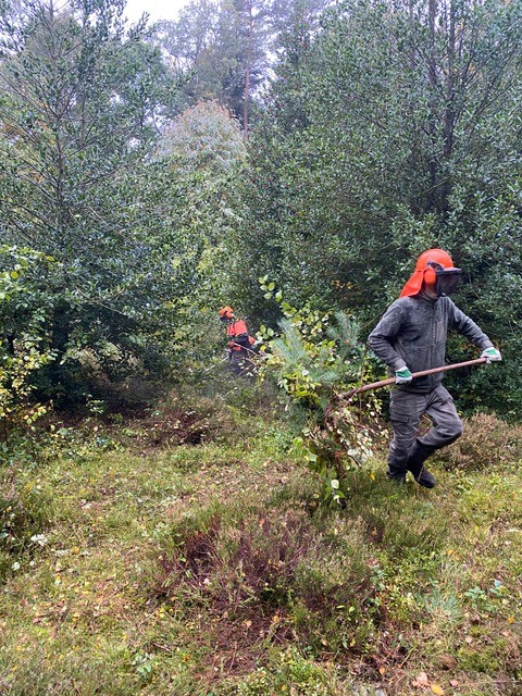 Waldökologieprojekt in Deutschland