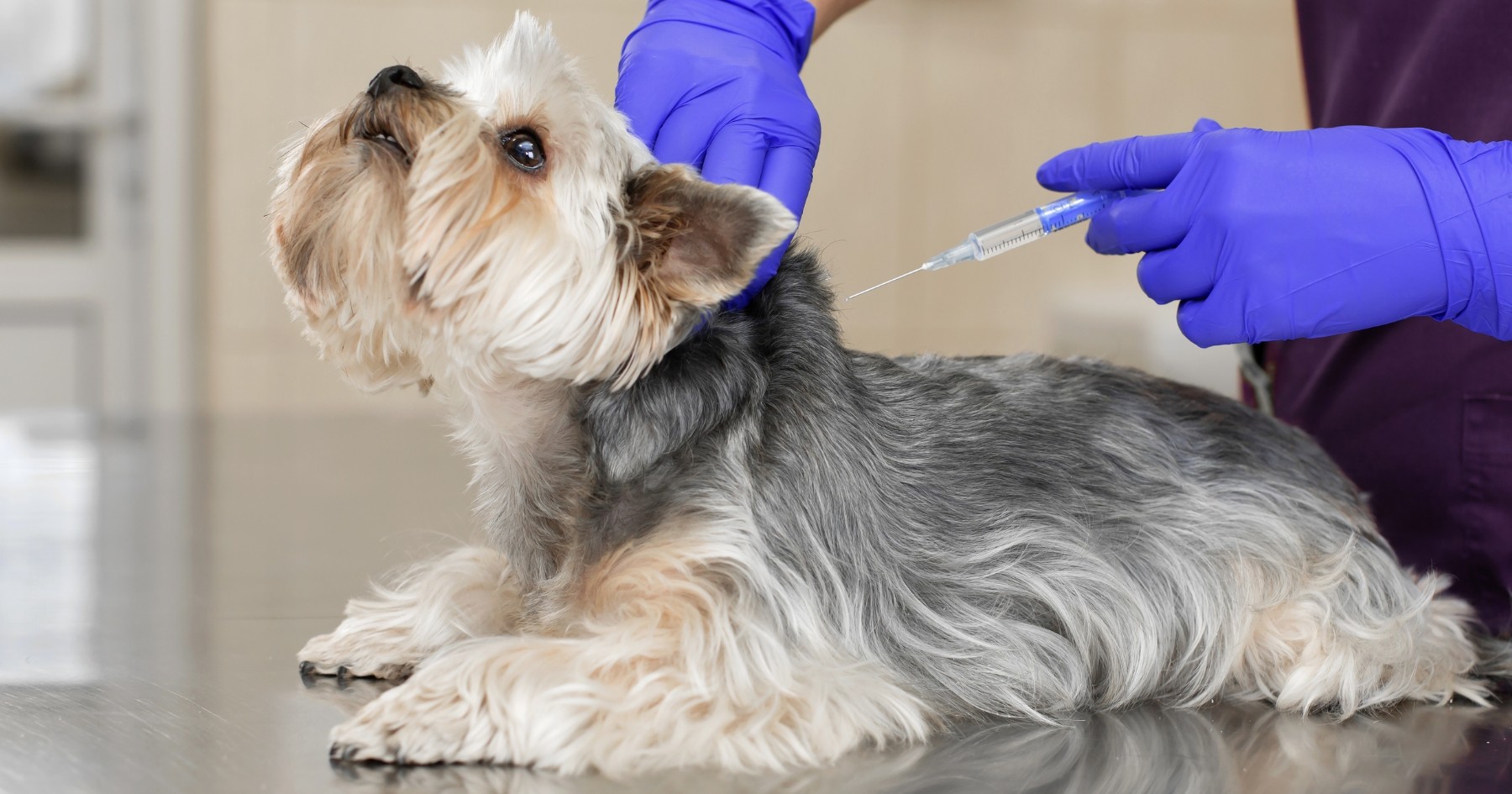 test adn chien france