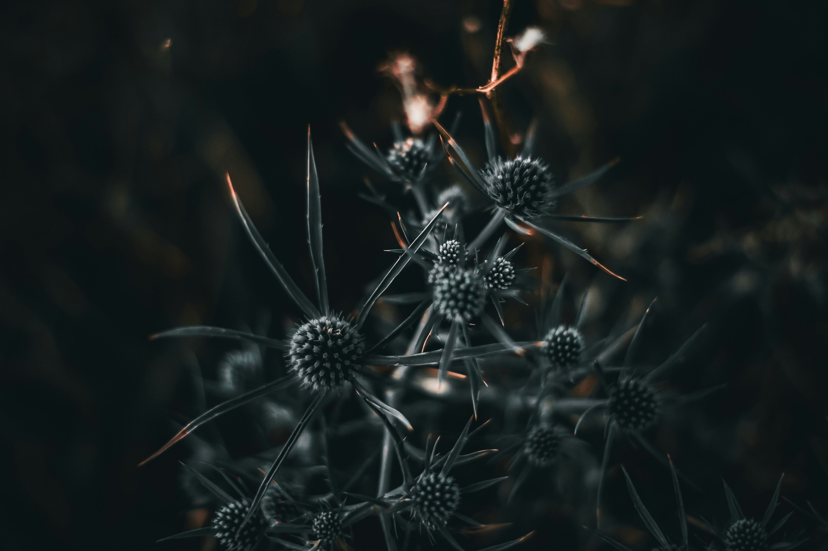 Dark image close-up of plants