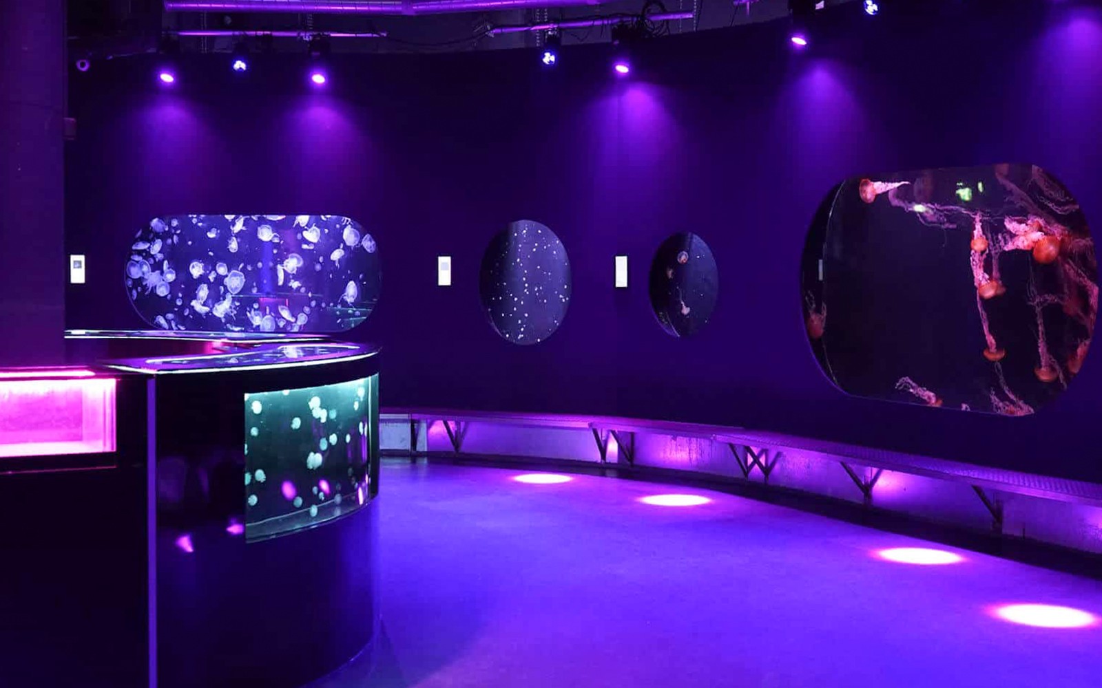 法国巴黎水族馆的水母展览。