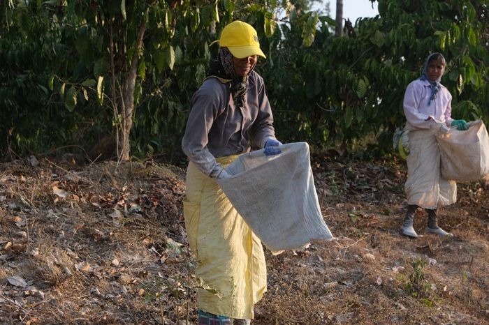 food grown in swasya farm.jpg