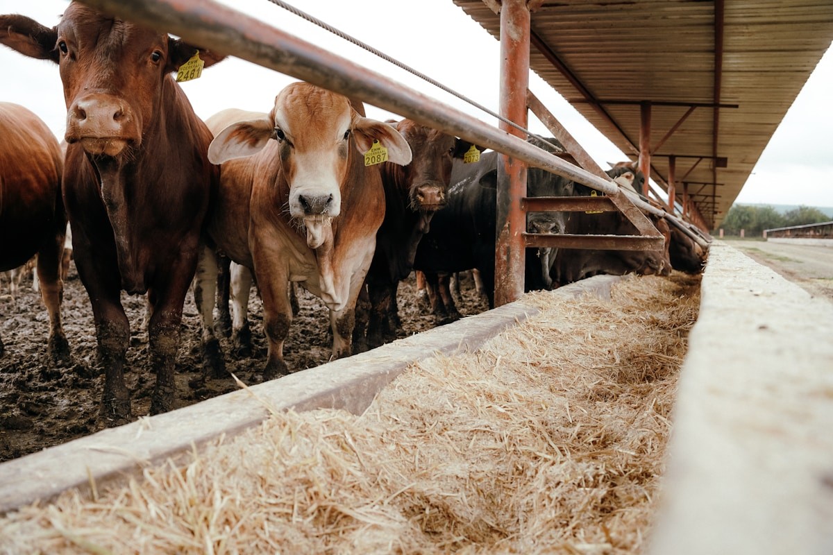 Animal Feed Processing