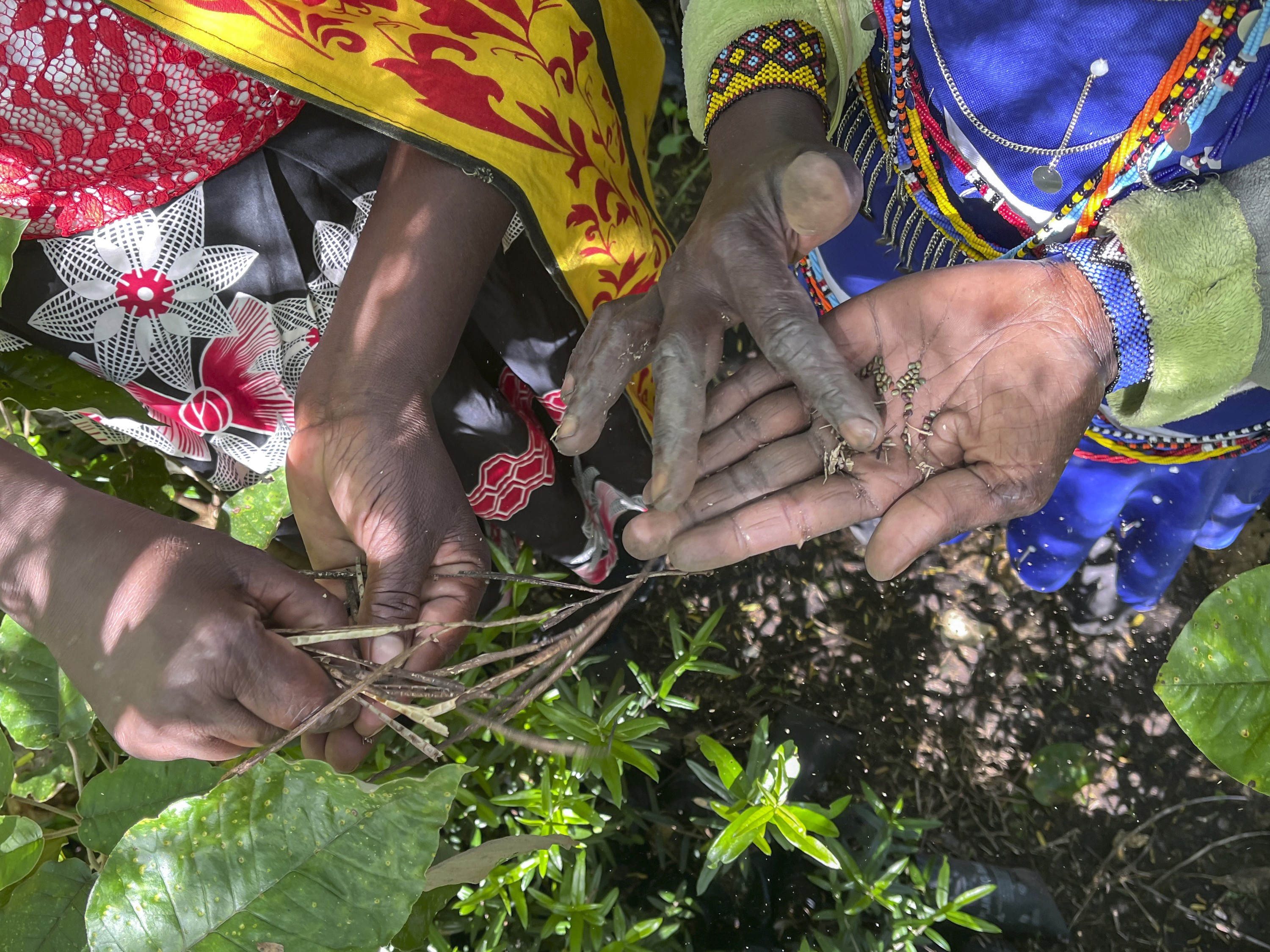 Trilha que atravessa a paisagem cafeeira da Etiópia