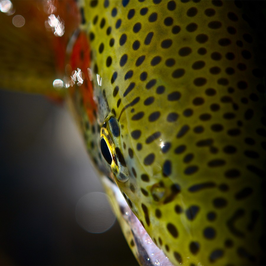 Person, holding a white rose behind his back with one arm on a light blue background