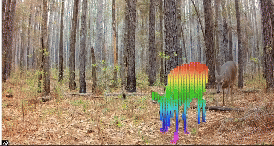 a trail cam GIF of deer in the forest overlayed with a rainbow mask used for point tracker on one deer.