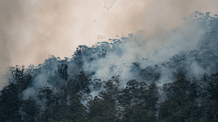 An image of smoke coming out of a forest showing climate change effects