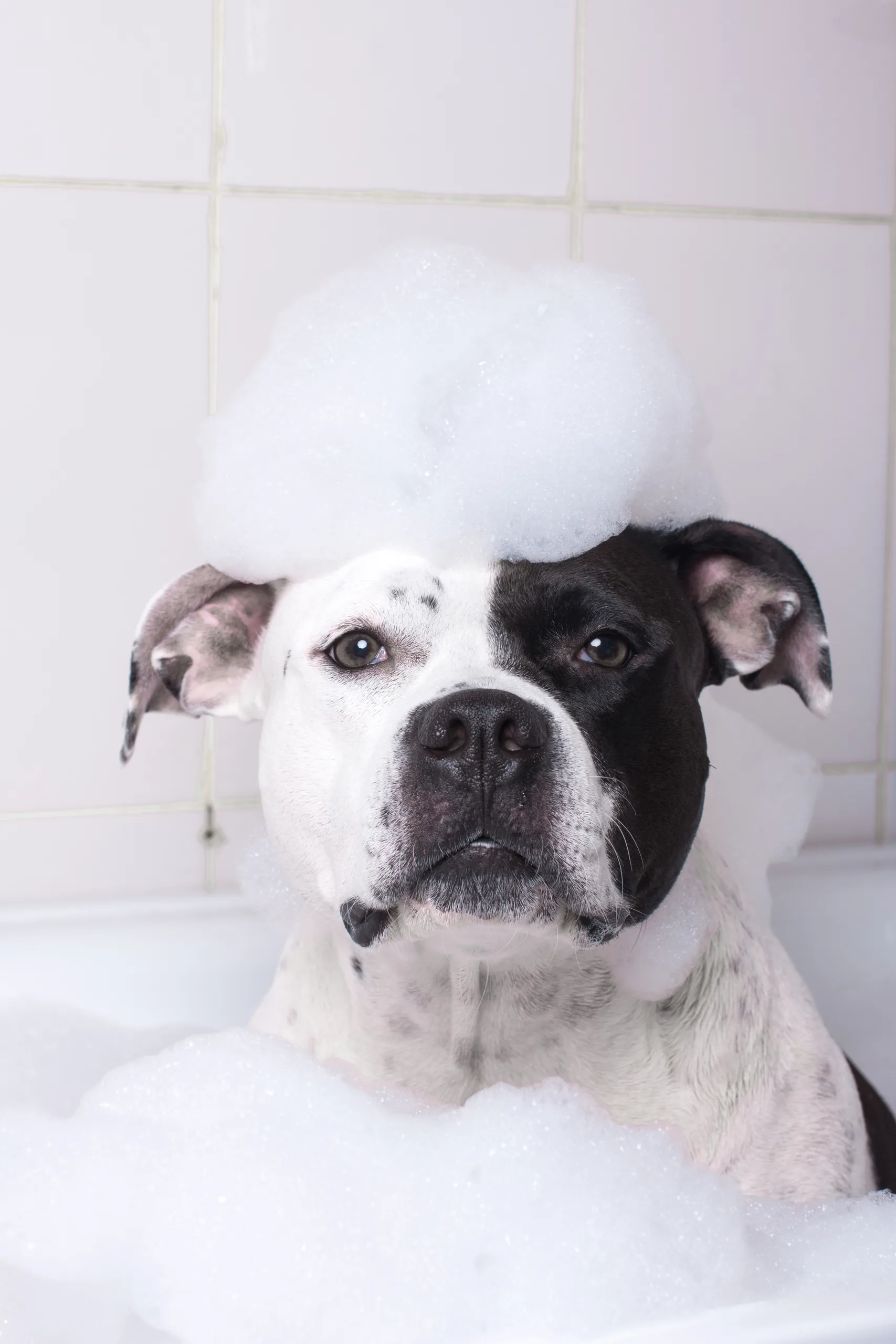 cachorro tomando banho com espuma