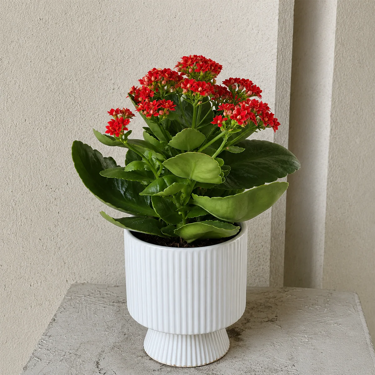 Snake plant in glass vase