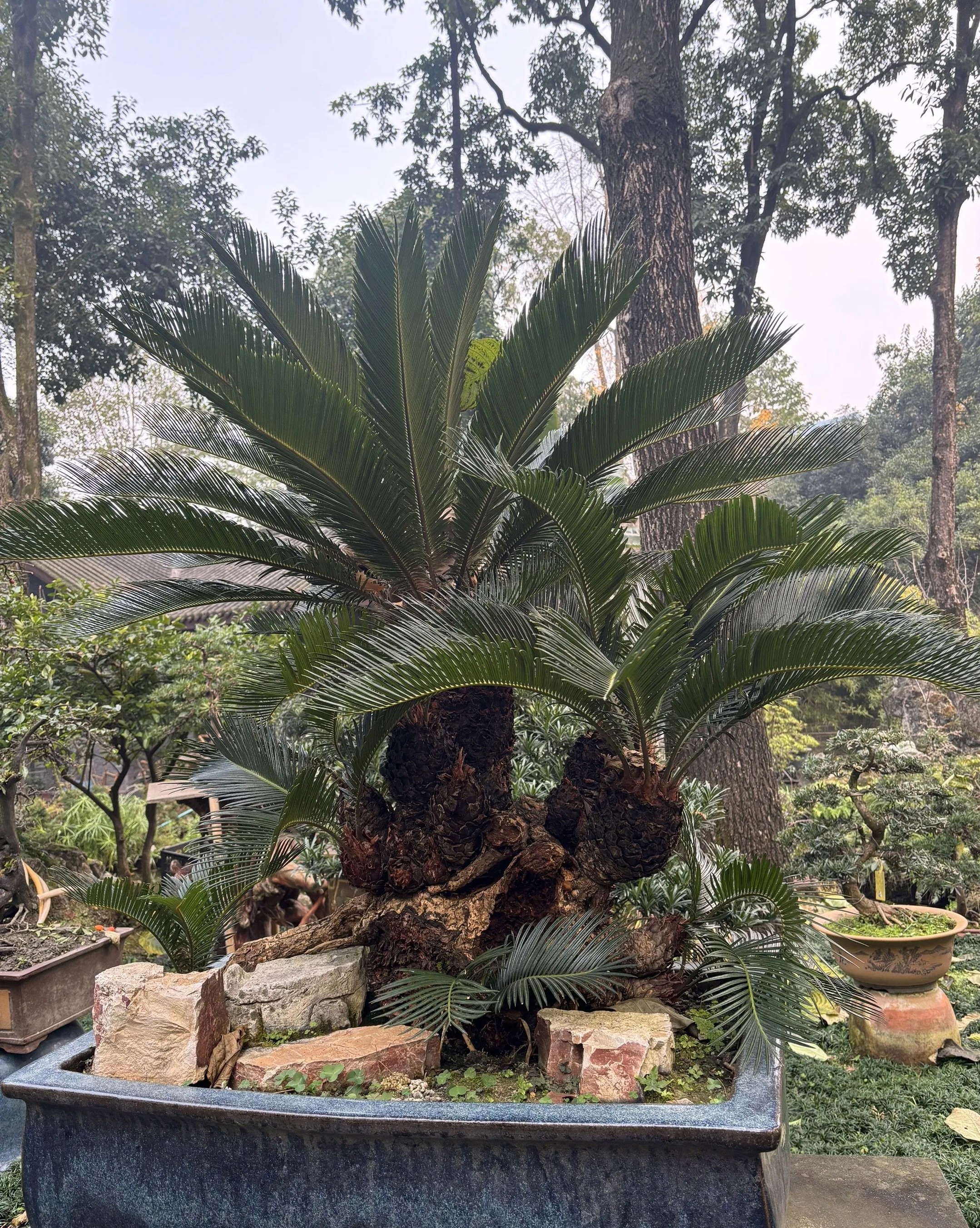 Exquisite cycad bonsai in the Bonsai Garden of Chengdu People's Park