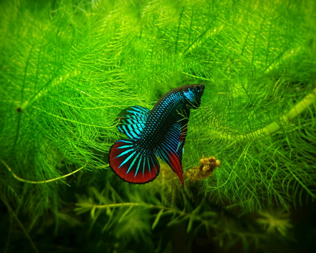 blue and red Betta fighting fish
