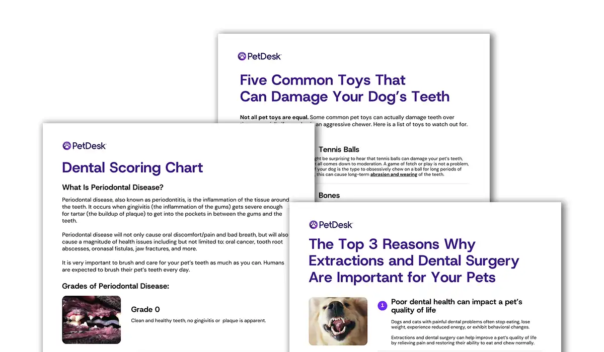 Pet Dental Health Month Handouts|A sneak peak at PetDesk's Pet Dental Month Handouts
