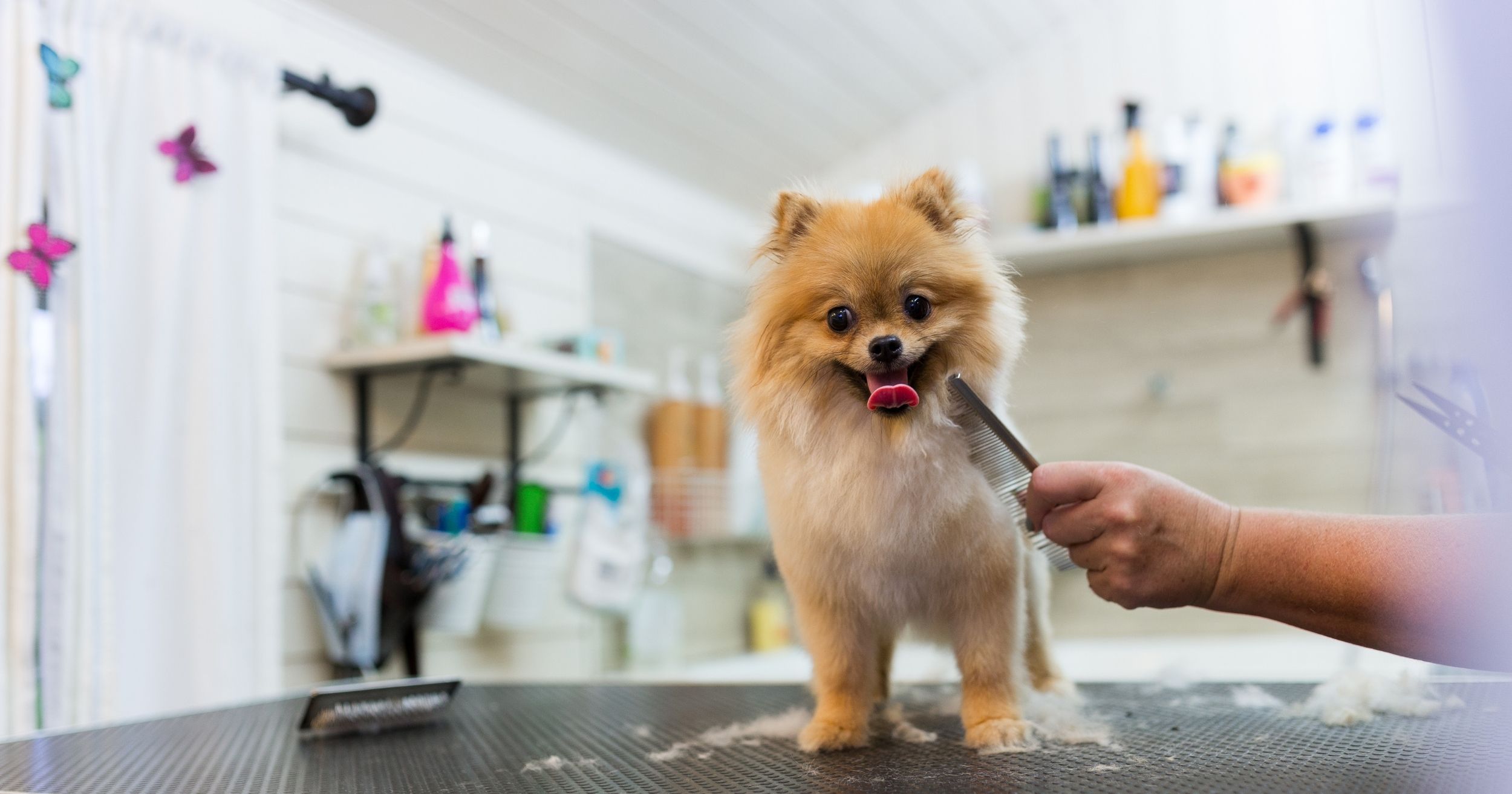 Dog grooming