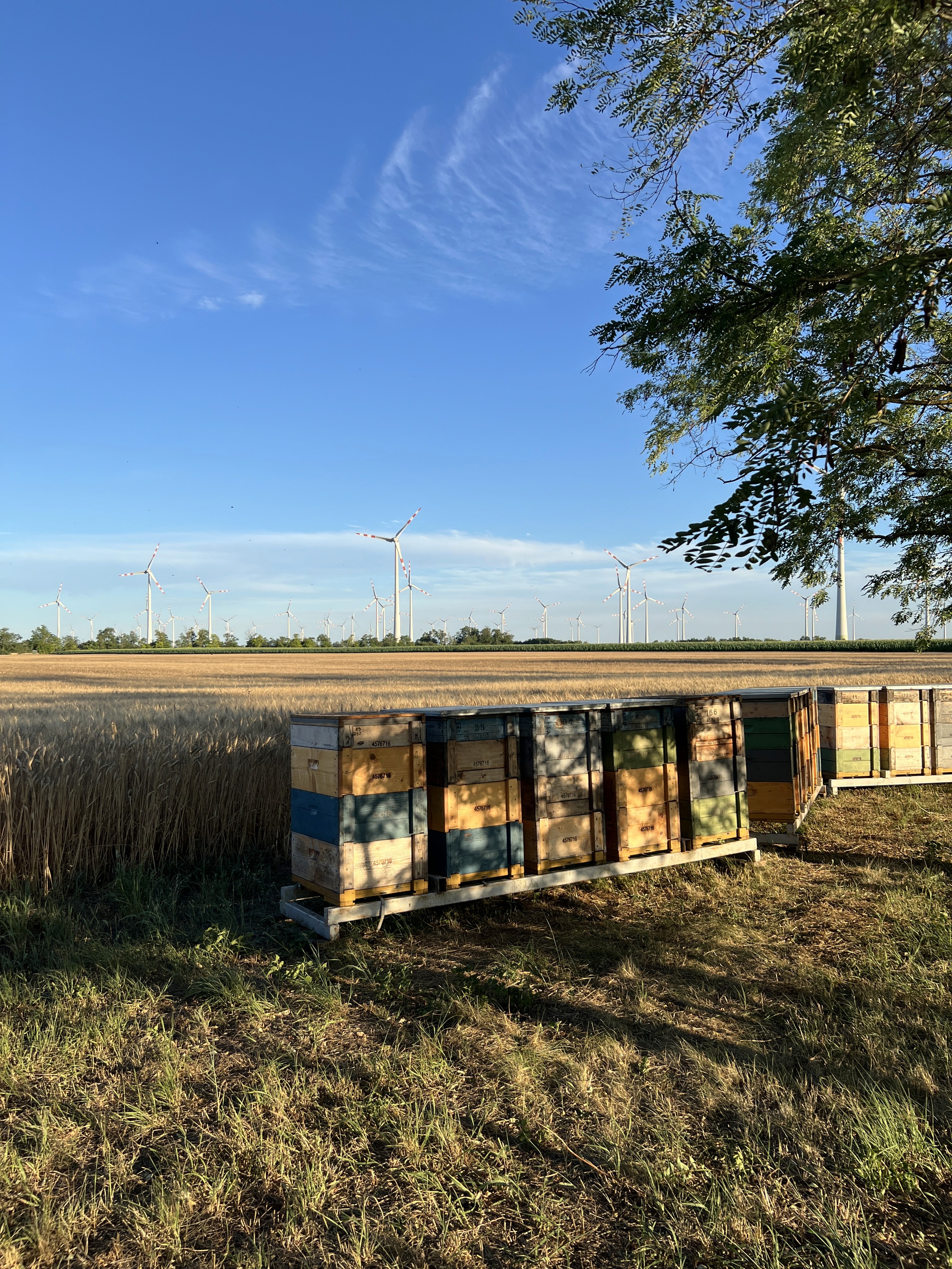 Kaptáraink, a remény otthonai