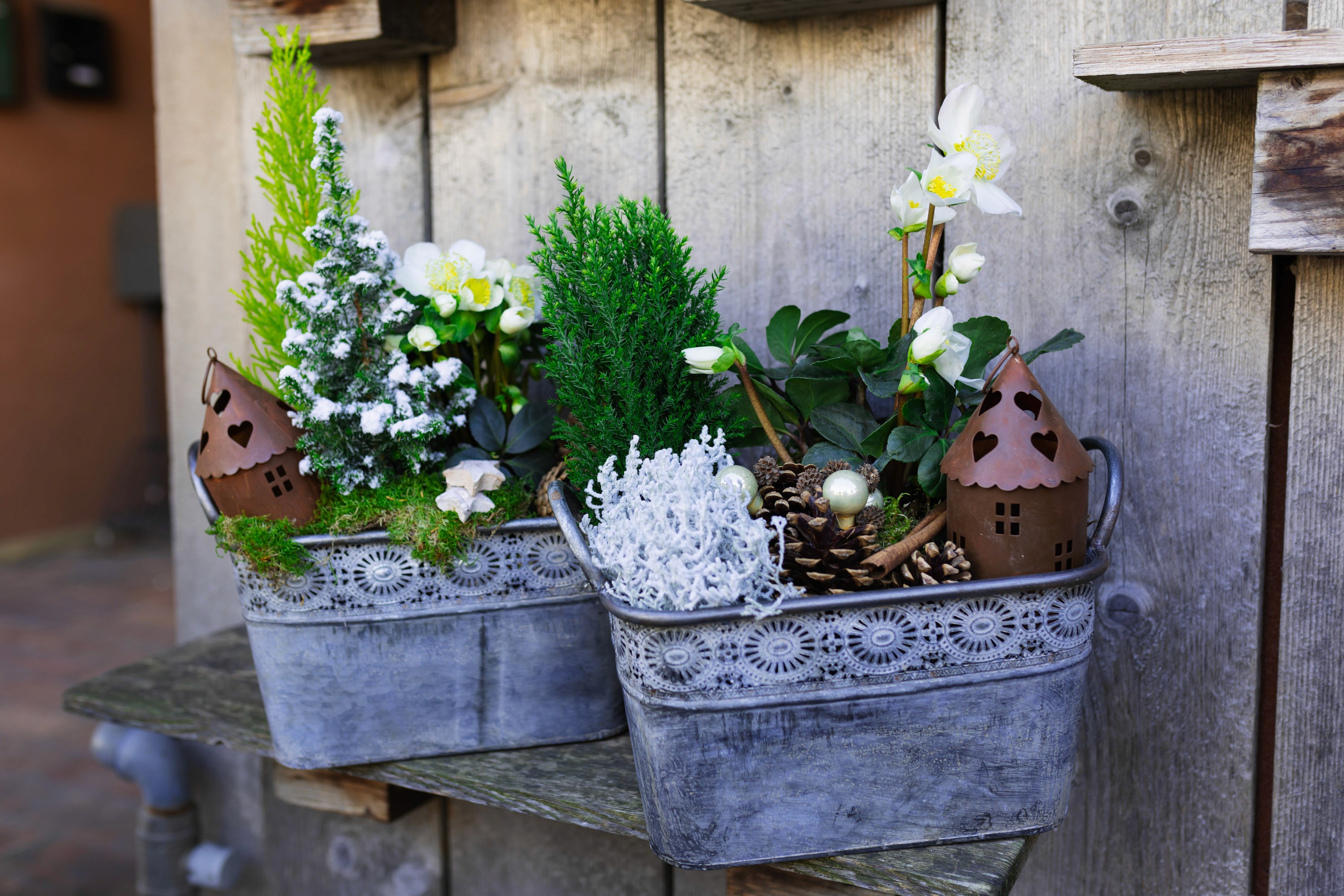 Two compositions flowers