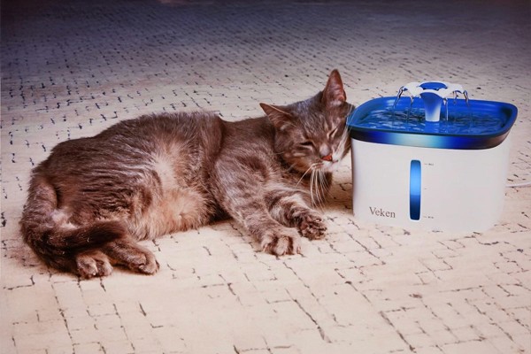 Finding the Right Feline Fountain