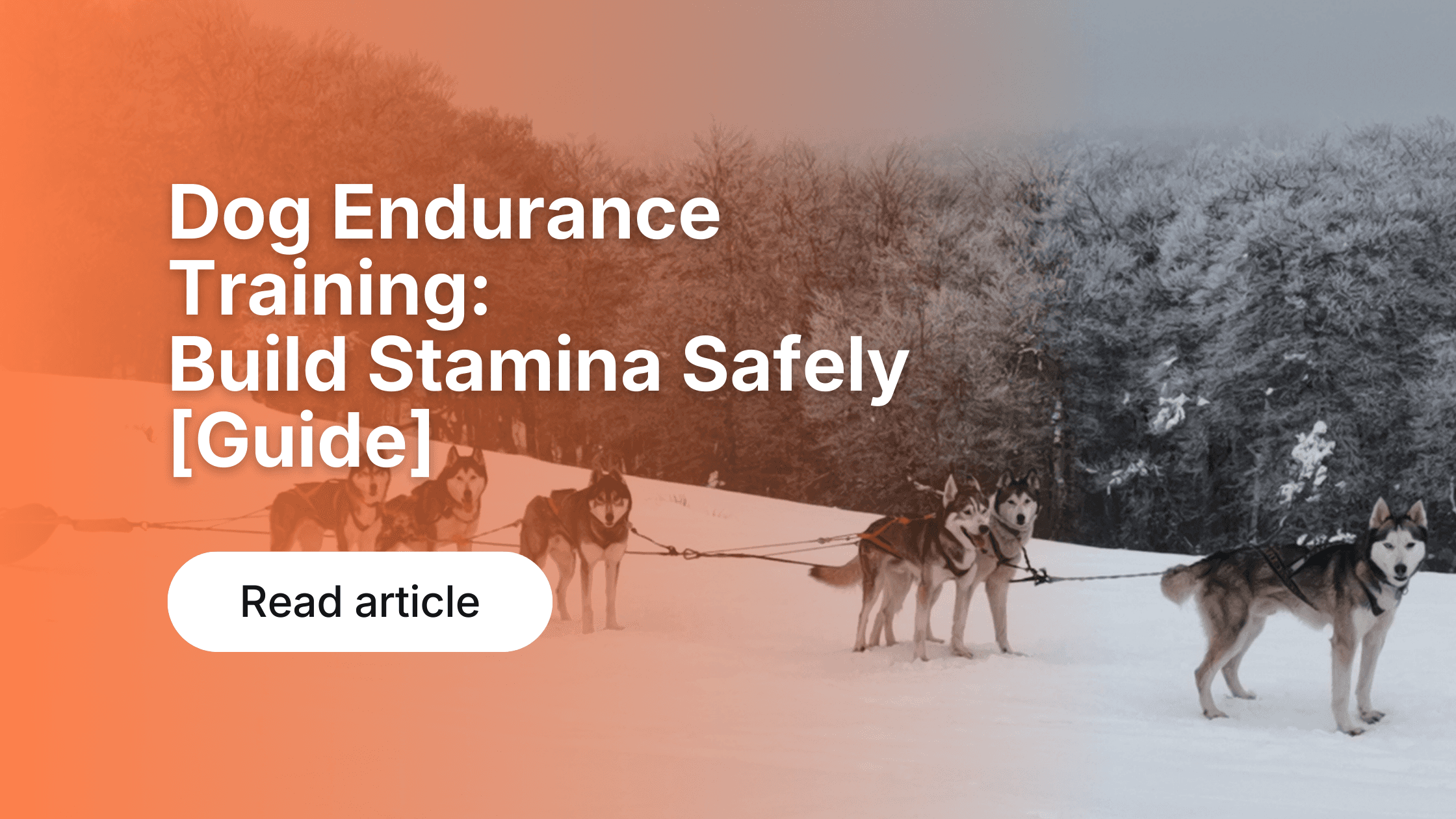 Dog Endurance Training: Build Stamina Safely [Guide]