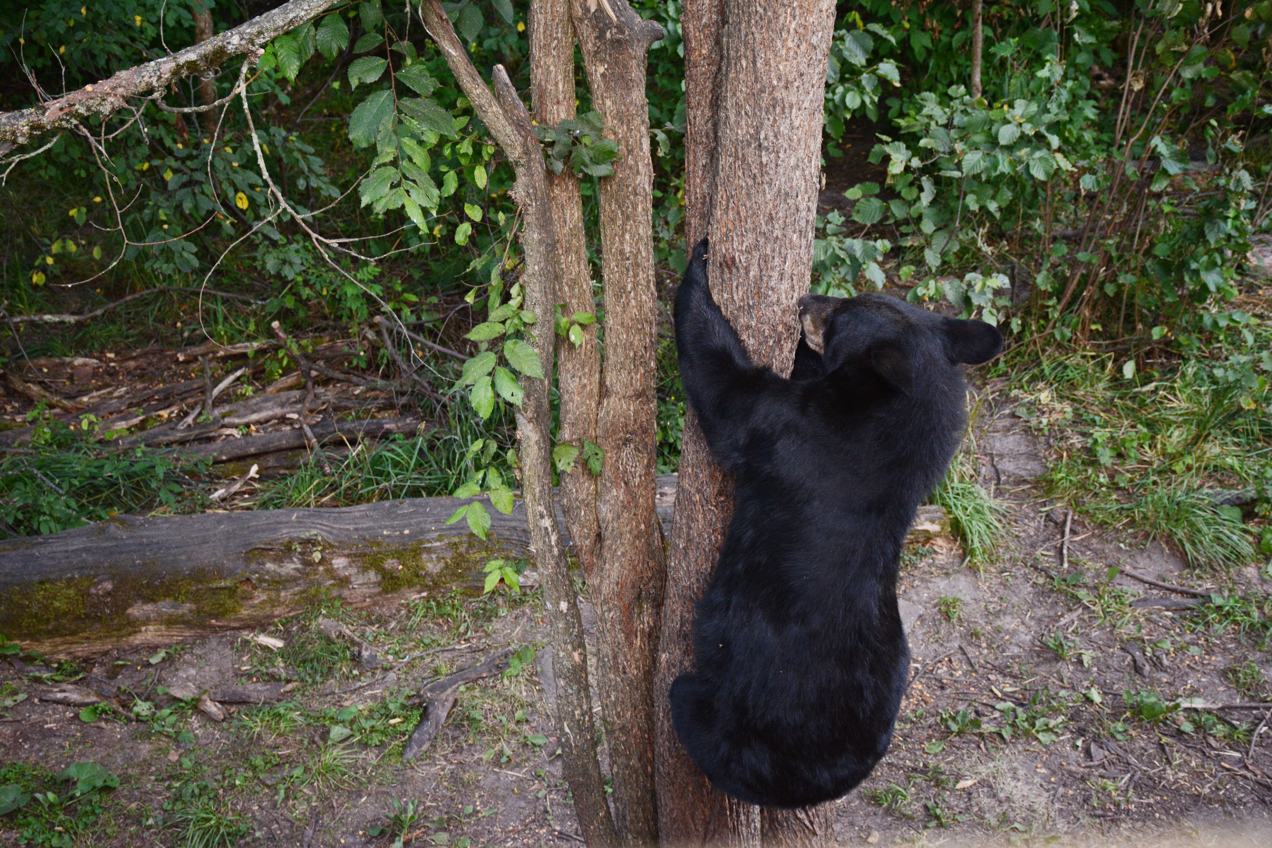 How to Safely See Black Bears in the Smoky Mountains