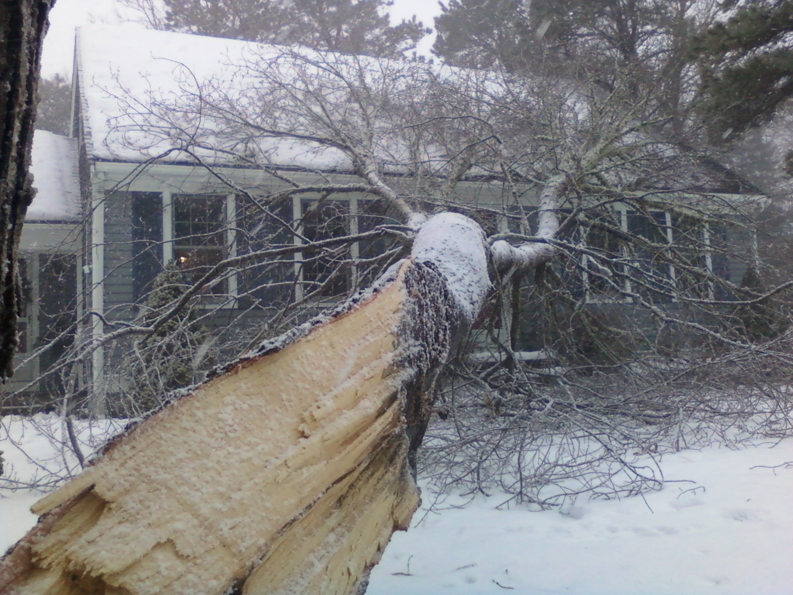 Fallen tree removal service