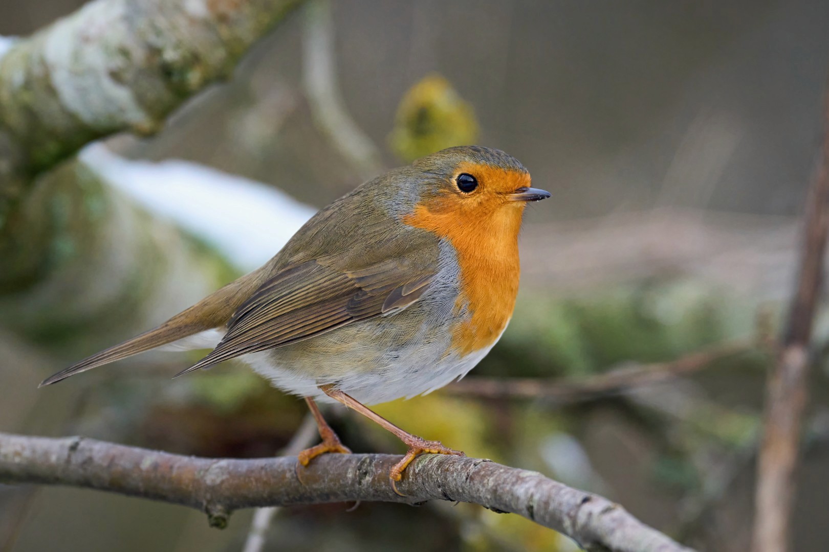 Image of a Robin on a branch.