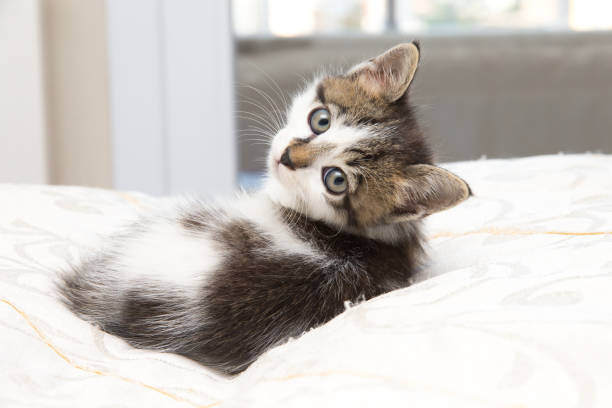 A growing kitten undergoes regular deworming treatments to grow big and strong