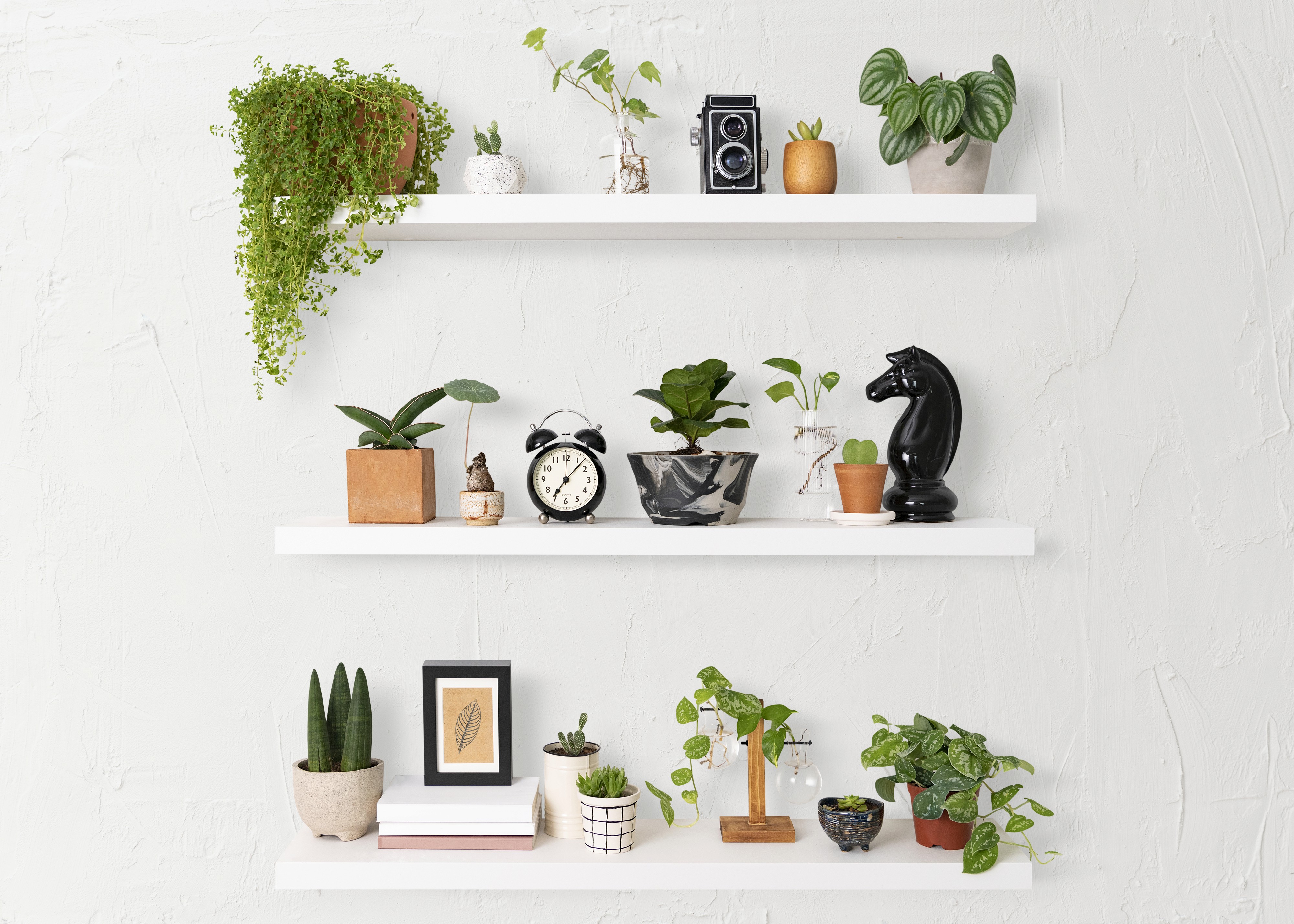 Three white wall-mounted floating shelves with decorative plants, books, an alarm clock, a vintage camera, and a chess knight, set against a textured white wall for a serene vibe.