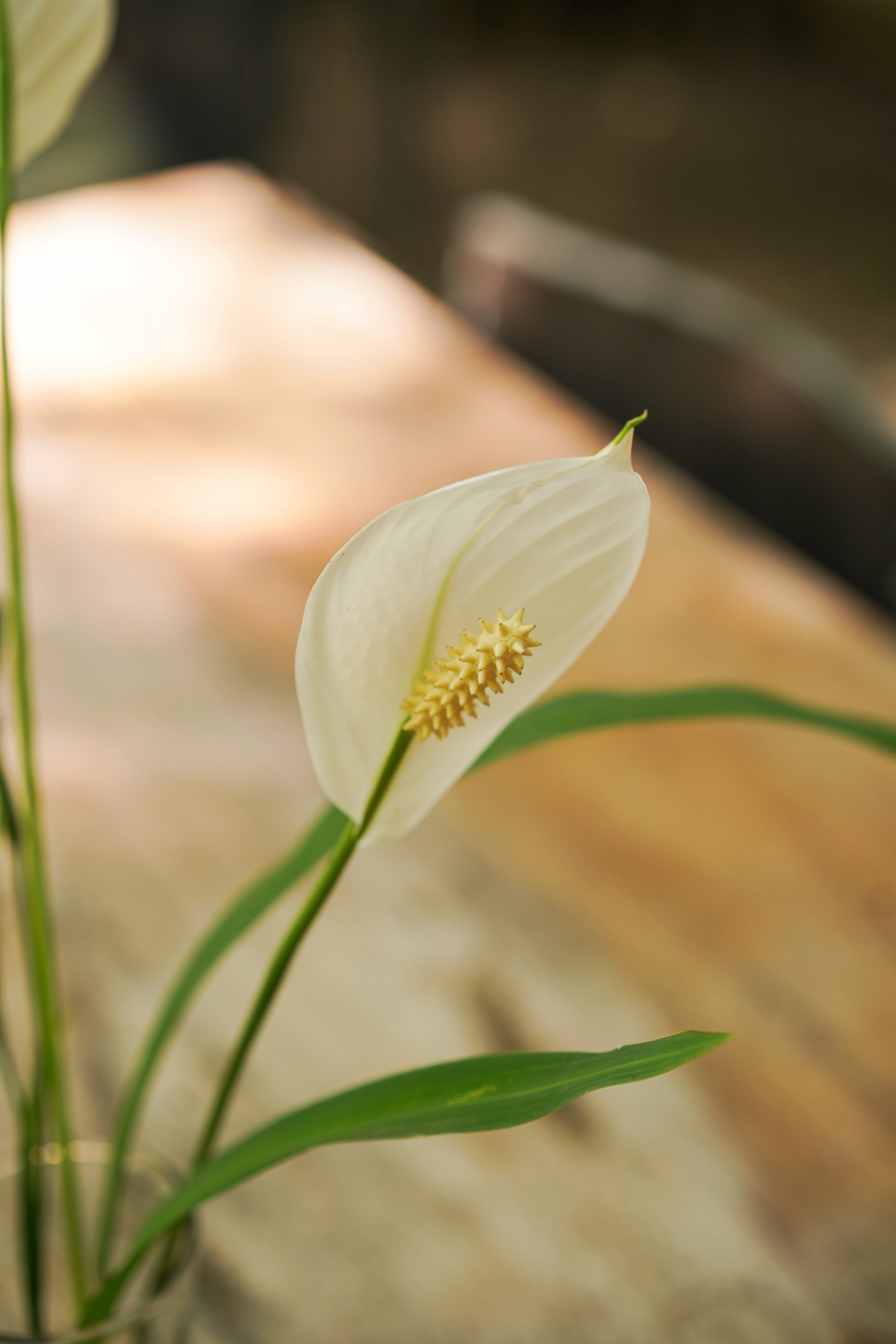 Jadwal Jeda: Kelas Yoga | Ruas Bambu Nusa