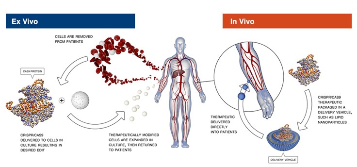 Intellia is using CRISPR/Cas9 technology to develop both in vivo injectable therapies and ex vivo therapies derived from the patient’s own cells.