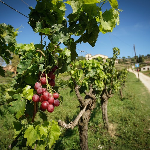 Nazdravite uživajući na otvorenom moru!