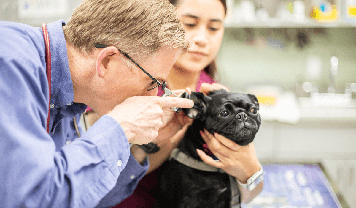 PetDesk Scribe: How AI-powered notes help veterinarians save time and improve care