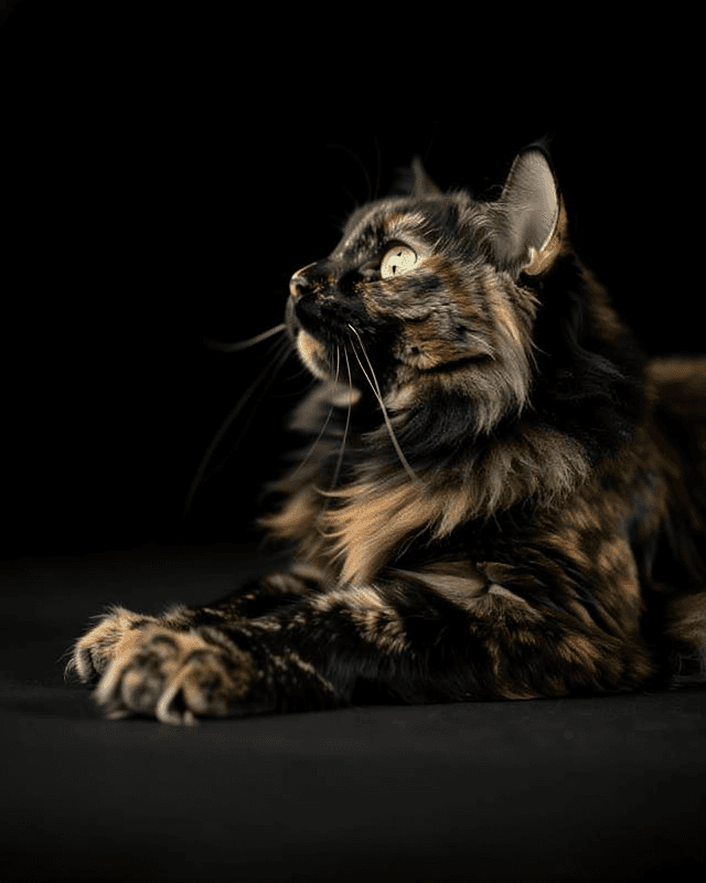 Cat Portrait Profile Black BG