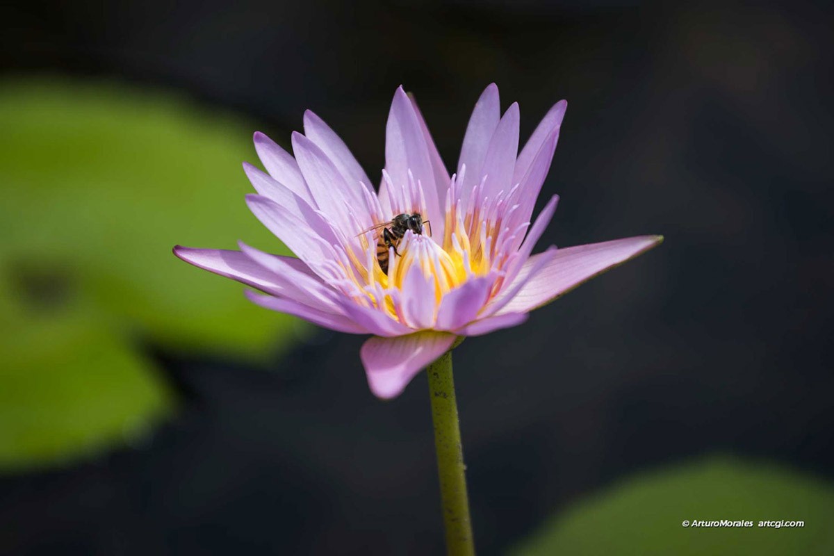 Nature Photography
